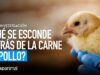 La CRUELDAD tras la producción de CARNE DE POLLO