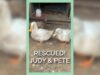 PETA Rescues Ducks Living In A Shed Covered In Feces #shorts