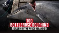 100 Bottlenose Dolphins Killed in the Faroe Islands