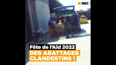 Aïd el-Kébir : des moutons chargés dans des coffres de voitures