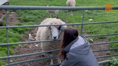 Friendly Sheep sent to slaughter