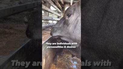 Have You Ever Looked Inside A Slaughterhouse Truck?