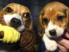 Mother and pup receive first toys ever! (4,000 research beagles)