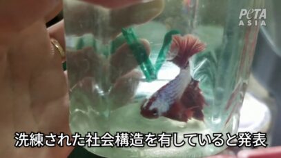 映像：ベタ養魚場で汚水、辛苦、死　日本の関与