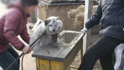 皮草行業真面目完全揭露