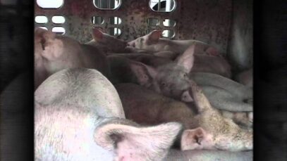 60 Seconds Inside a Factory Farm