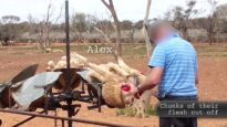 Another Australian Wool Operation Exposed