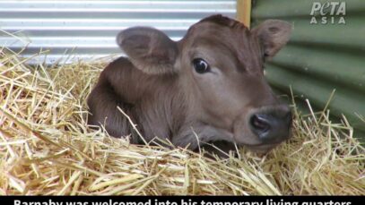 Barnaby Was Saved From Being Shot in the Head on a Dairy Farm