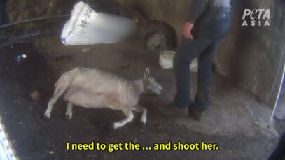 BREAKING: Sheep Beaten, Kicked, Cut, and Thrown Around in Scotland