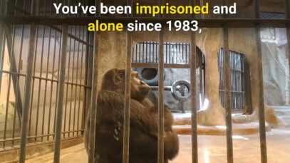 Bua Noi Has Been in Lockdown at Pata Zoo Since 1983