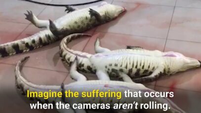 Crocodiles Electroshocked, Stabbed, Pumped Full of Compressed Air—All for Leather