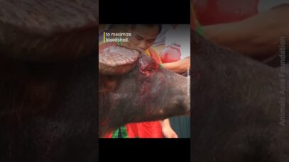 Cruelty is not culture. But this is what goes down at Vietnam’s Do Son Buffalo Fighting Festival.