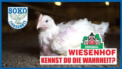 Das übliche Grauen in den Ställen von WIESENHOF // SOKO Tierschutz e.V.