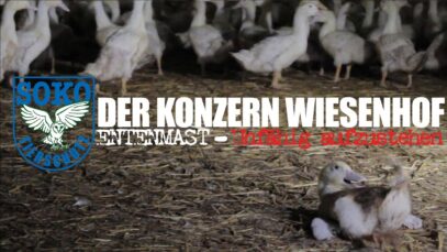 DER KONZERN WIESENHOF: Entenmast – Unfähig aufzustehen // SOKO Tierschutz e.V.