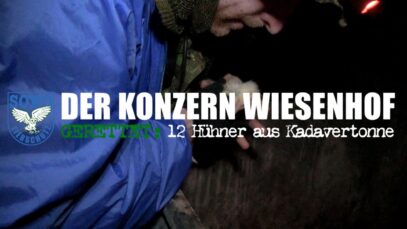 DER KONZERN WIESENHOF: Gerettet – 12 Hühner aus Kadavertonne // SOKO Tierschutz e.V.