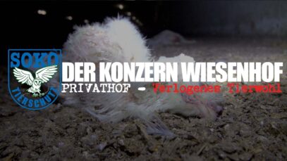 DER KONZERN WIESENHOF: Privathof – Verlogenes Tierwohl // SOKO Tierschutz e.V.