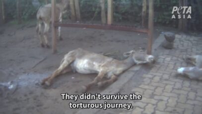 Donkeys in Kenya Slaughtered for Traditional Chinese Medicine