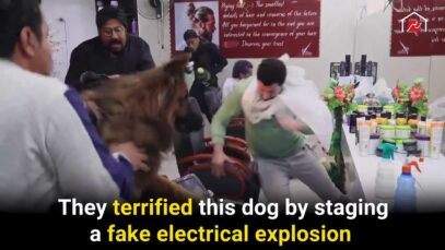 Egypt TV Show Faces Scrutiny over Cruelty to Animals