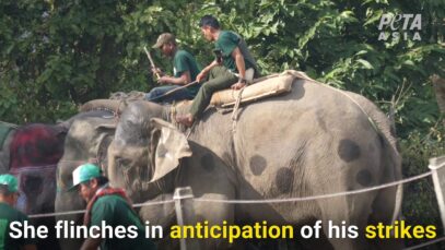 Elephant Beaten 23 Times in 30 Minutes at Elephant Polo and Football Event