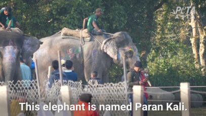 Elephants Abused for Nepal's Chitwan Elephant Festival