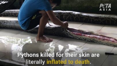 Exotic Skins Exposed: Snakes Inflated to Death for Boots and Bags