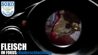 FLEISCH IM FOKUS: Rinderschlachtung // SOKO Tierschutz e.V.