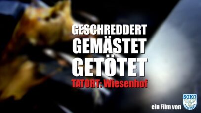 GESCHREDDERT, GEMÄSTET, GETÖTET – Tatort Wiesenhof // SOKO Tierschutz e.V.