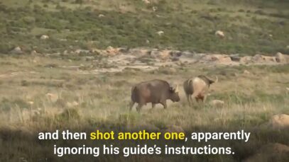 Hunter Botches Buffalo Hunt, PETA Calls for Investigation