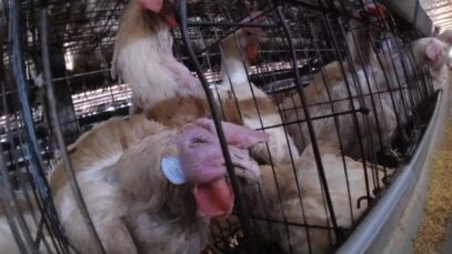 Kewpie, Break With Eggs! PETA’s New Video Exposé Shows Cruelty to Chickens for Mayonnaise