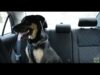 Leaving Dogs in Hot Cars Kills