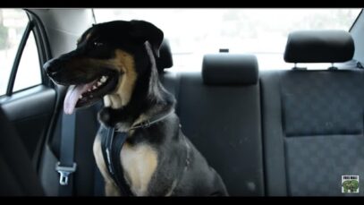 Leaving Dogs in Hot Cars Kills