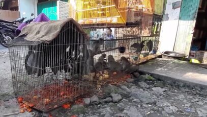 Live-Animal Markets in Indonesia Are Still Open