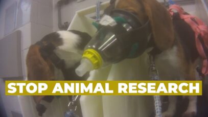 Never-Before-Seen Footage of Animals Used for Research