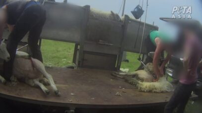 New Footage of the English Wool Industry