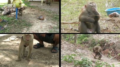 Odd Was Abused and Forced to Pick Coconuts, Before PETA Came to the Rescue