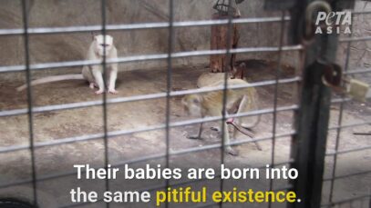 Pata Zoo is One of the Saddest Zoos in the World