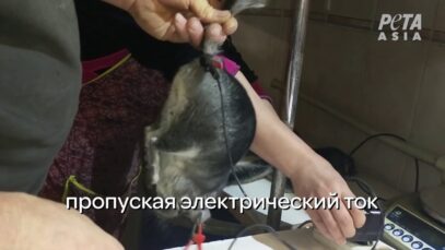 РАССЛЕДОВАНИЕ PETA: НА РОССИЙСКИХ МЕХОВЫХ ФЕРМАХ ИЗБИТЫЕ ЖИВОТНЫЕ БЫЛИ ОБЕЗГЛАВЛЕНЫ ЕЩЕ ЖИВЫМИ