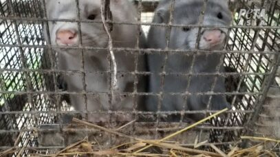 PETA Asia Investigation Exposes Russian Fur Farm Horrors: Rabbits Bashed, Chinchillas Electrocuted