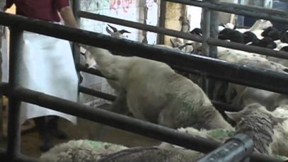 PETA Australia Video: The Audreys Speak Out Against Live Export