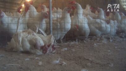 PETA Exposes Cruelty at Australia's Largest Chicken Producer