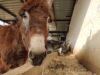 PETA's Petra Clinic Is Saving the Lives of Injured Donkeys, Horses, and Camels