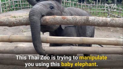 See What Workers Did to Elephants At This Thai Zoo