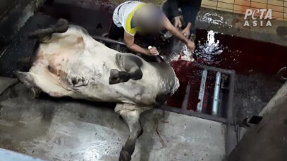 Shocking: Australian Cattle Butchered Alive in Indonesian Slaughterhouses