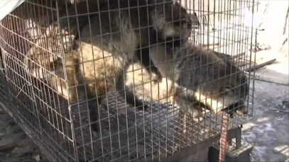 The Fur Industry in 60 Seconds