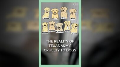 The Reality of Texas A&M's Cruelty to Dogs #shorts