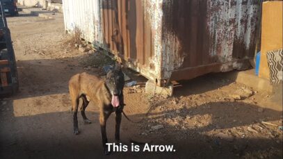 This Dog Was Rescued After the Beirut Explosion