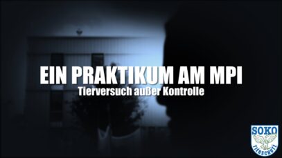 TIERVERSUCH AUßER KONTROLLE – Ein Praktikum am MPI// SOKO Tierschutz e.V.