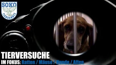 TIERVERSUCHE IM FOKUS: Mäuse, Ratten, Hunde, Affen // SOKO Tierschutz e.V.