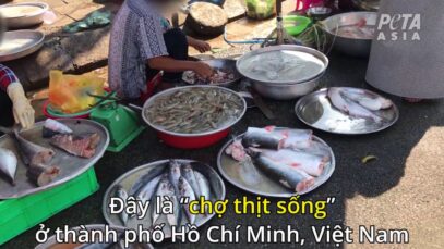 VIDEO MỚI GÂY SỐC : 'CÁC CHỢ THỊT SỐNG' ĐẪM MÁU VẪN  HOẠT ĐỘNG Ở VIỆT NAM VÀ KHẮP CHÂU Á