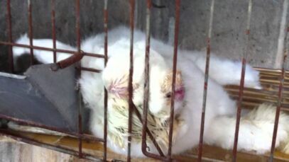 You Won't Believe What Happens on These 'Humane' Angora Farms